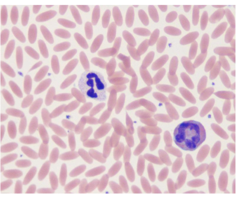 <p>Camelid Haematology </p>