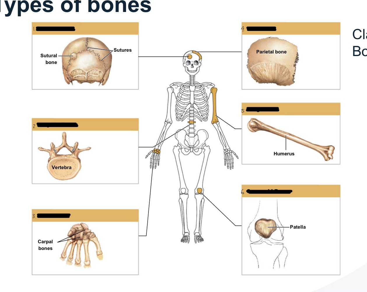 <p>types of bones</p>