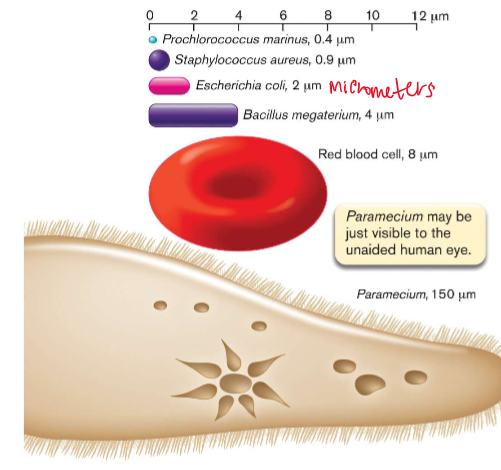 <p>Microbes range in size </p><p>0.4 micrometers (Prochlorococcus marinus) - 150 micrometers (Paramecium)</p><p>(Human hair is 50 micrometers)</p>