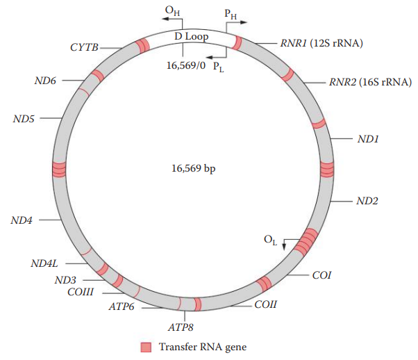 Human circular mitochondrial genome.