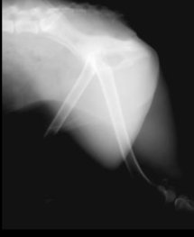 <p>Image appears too dark as a result of too much radiation reaching the detector</p>
