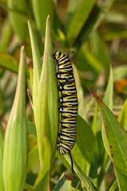 <p><span>avoid predation by producing toxic or repellent chemicals, or by using chemical warnings to encourage defensive behaviors. This strategy is used by many organisms, including plants, fungi, bacteria, and animals.</span></p>