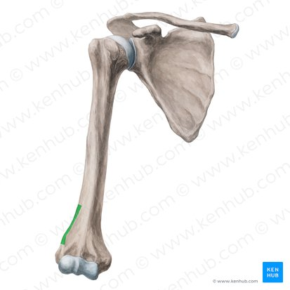 <p>name this bone or bone marking</p>