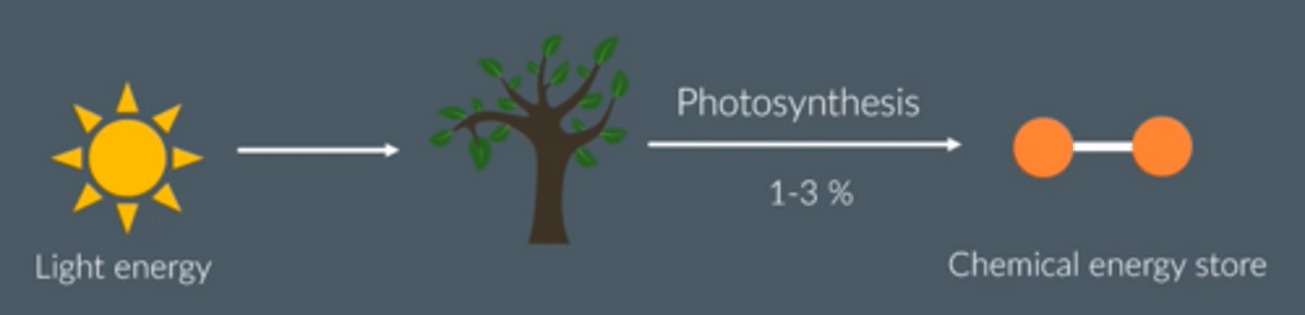 <p>● Chemical energy store in plant biomass, in a given area or volume</p><p>○ Total energy transferred into chemical energy from light energy during photosynthesis</p>