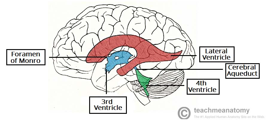 ventricular system