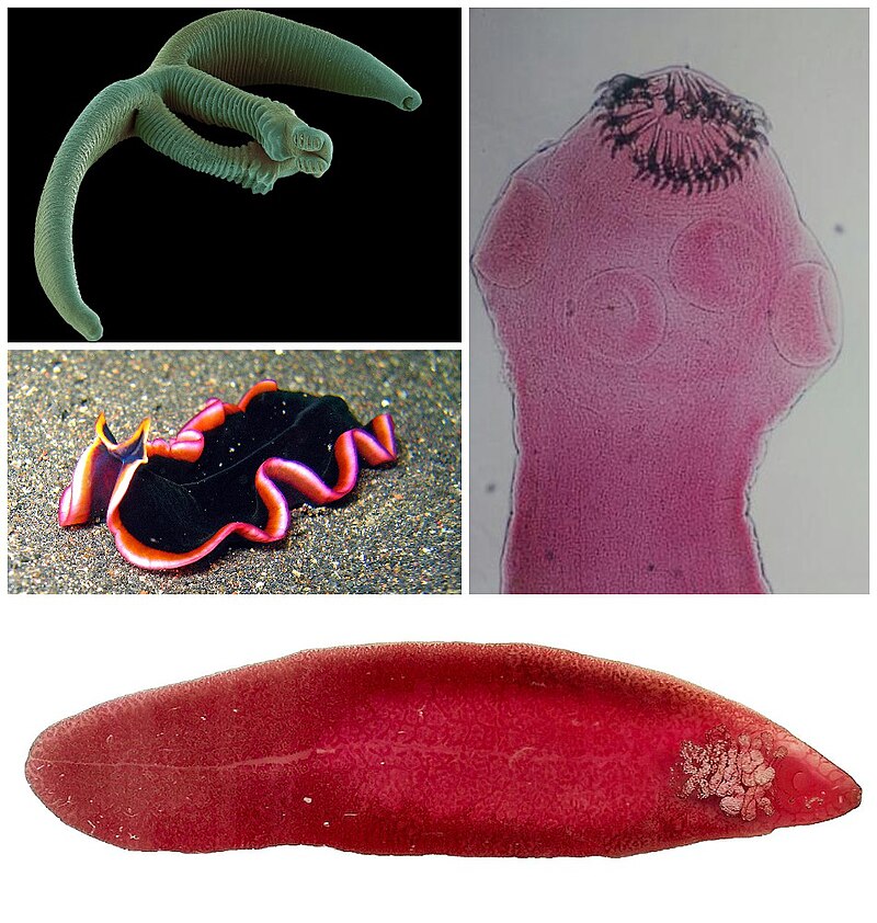 <p>Platyhelminthes (Flatworms)</p>