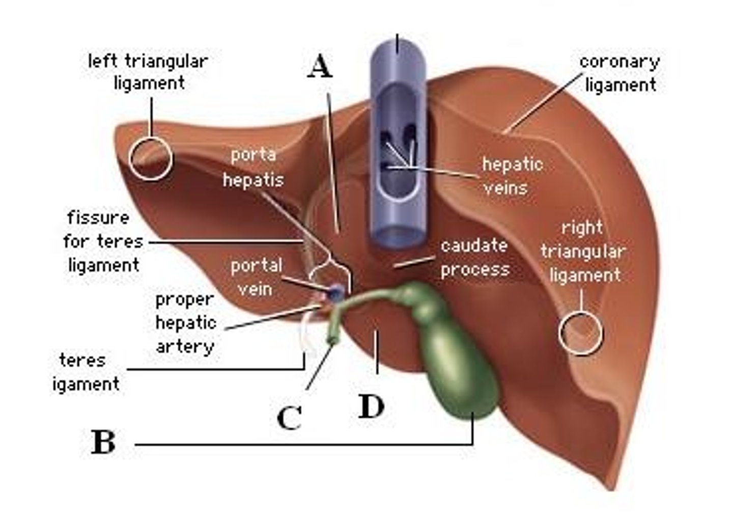 <p>A sac on the undersurface of the liver that collects bile from the liver and discharges it into the duodenum through the common bile duct.</p>