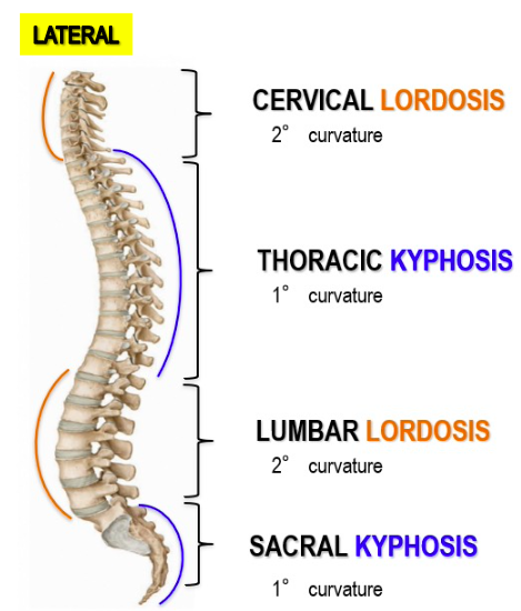 <p>Primary curvatures develop during the fetal period; the newborn spine is <span style="color: blue;"><strong>kyphotic</strong></span>, which is concave anteriorly</p>