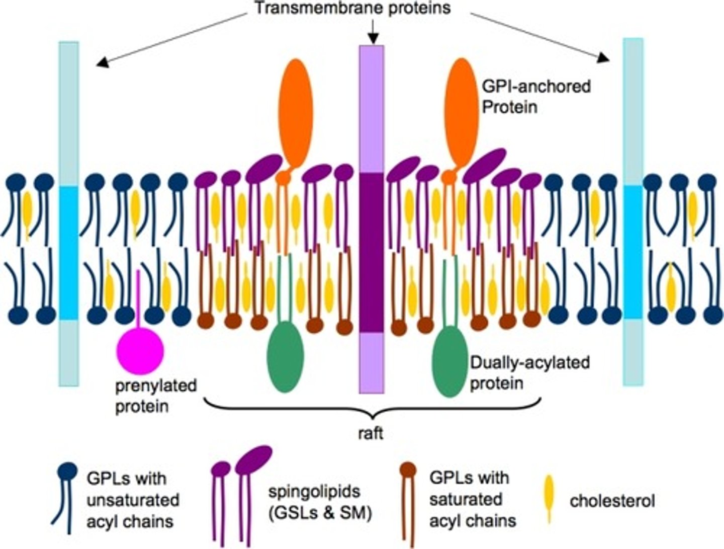 <p>(C) Phospholipids, because they are smaller than Lipid Rafts.</p>