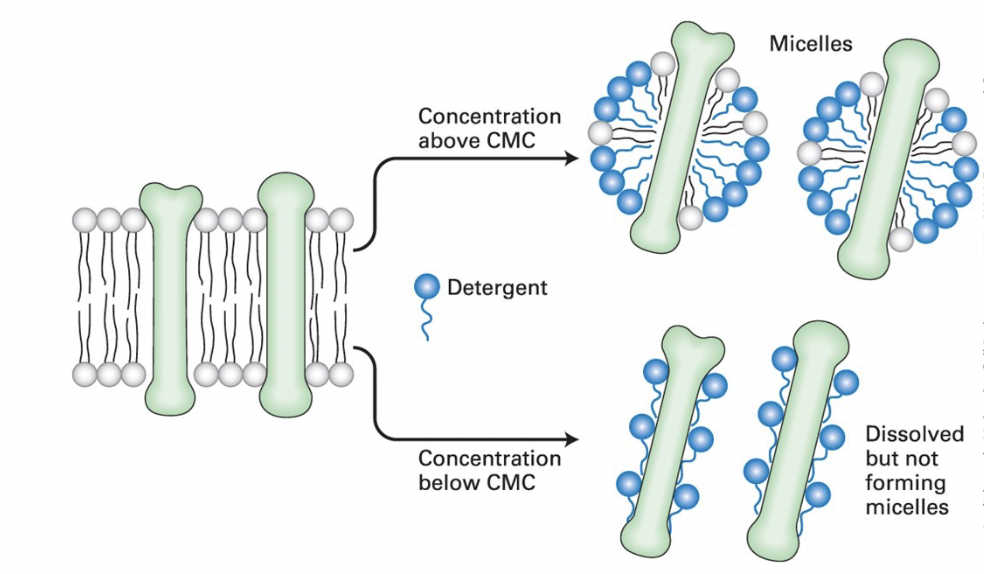 <p>detergent concentration at which micelles (soapy bubbles) form </p><ul><li><p><strong><u>concentration </u></strong><span style="color: rgb(105, 251, 206);"><strong><u>higher</u></strong></span><strong><u> than CMC</u></strong> → detergent solubilizes lipids and integral membrane proteins, forming mixed micelles containing detergent, protein, and lipid molecules </p></li><li><p><strong><u>concentrations </u></strong><span style="color: rgb(104, 248, 212);"><strong><u>lower</u></strong></span><strong><u> than CMC</u></strong> → non-ionic detergents dissolve membrane proteins without forming micelles by coating the protein membrane-spanning regions </p></li></ul><p></p>
