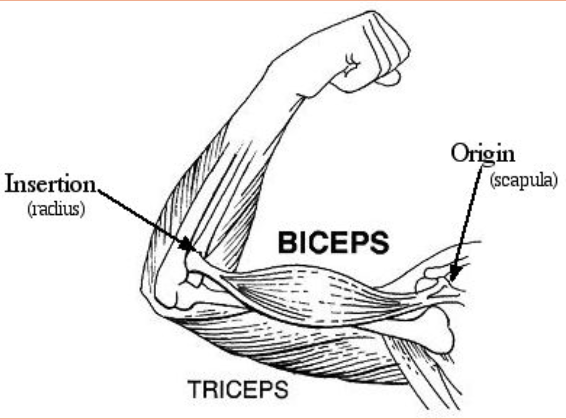 <p>The moveable end of the joint (distal end)</p><p>(When a muscle contract its insertion is pulled toward its origin)</p>