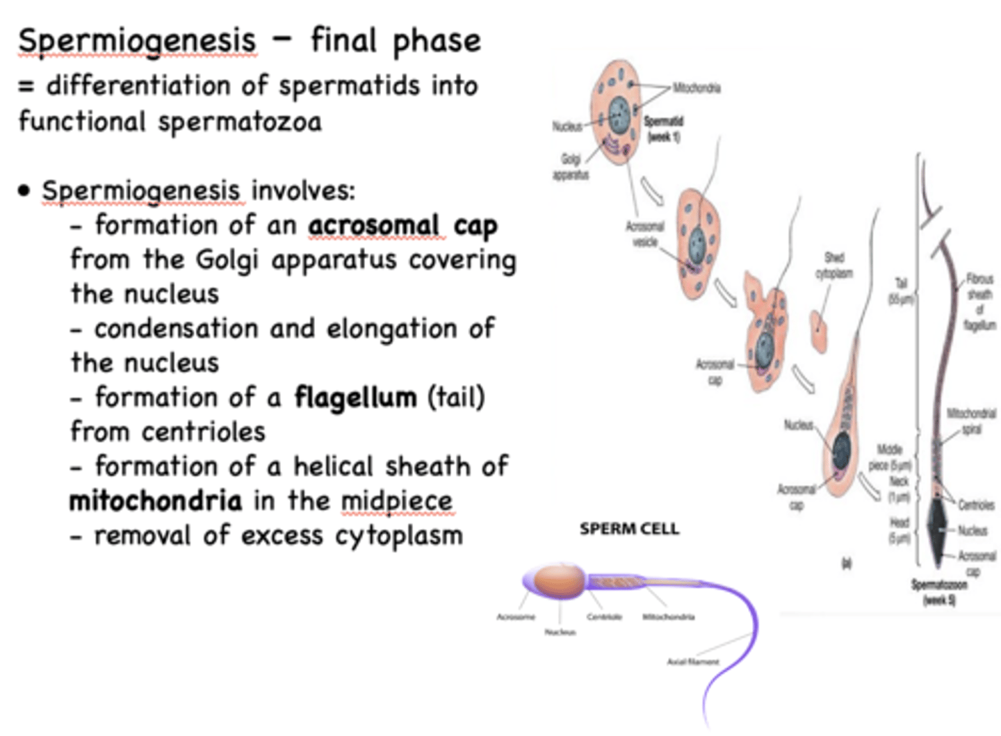 <p>spermiogenesis</p>