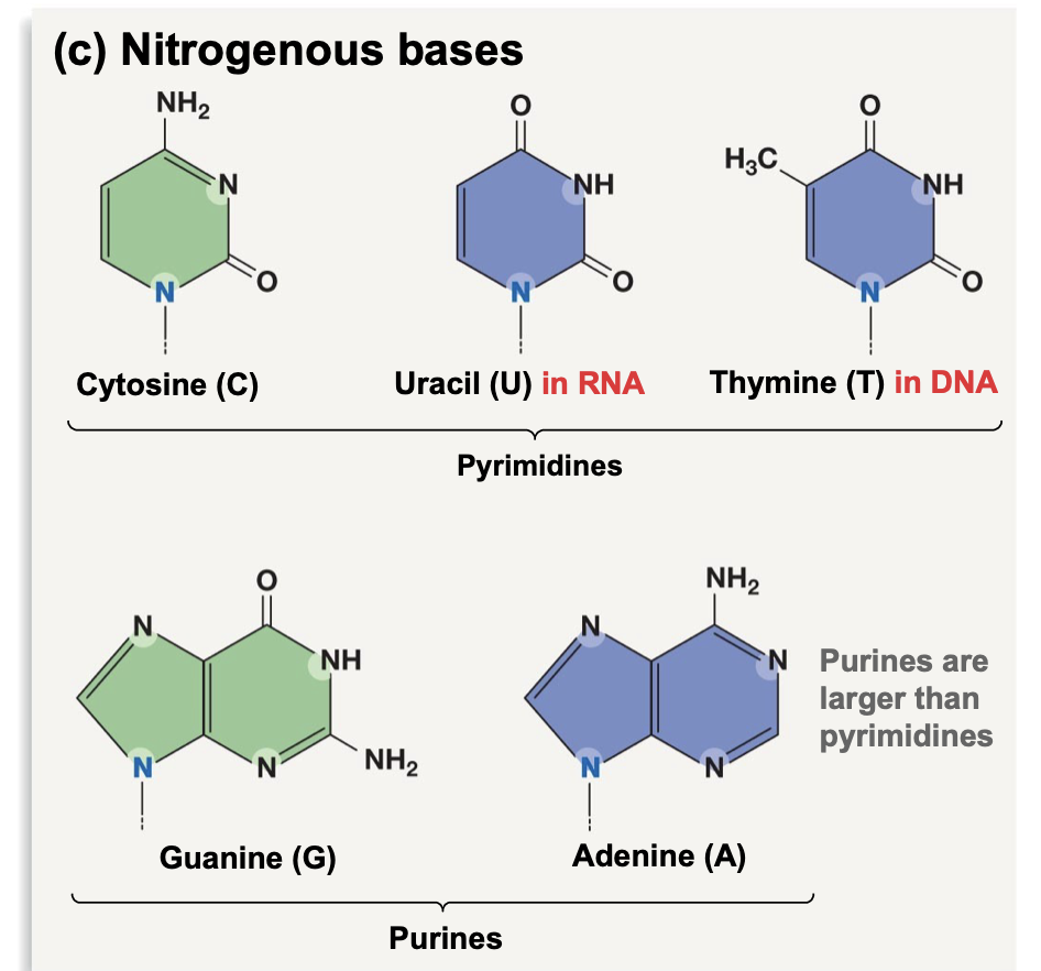 <p>Pyrimidines: single aromatic ring</p><ul><li><p>Cytosine, Uracil, Thymine</p></li></ul><p>Purines: two aromatic rings (larger)</p><ul><li><p>Guanine, Adenine</p></li></ul><p>**In RNA Thymine is replaced by Uracil</p>