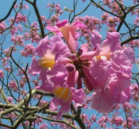 <p>Bignoniaceae</p>