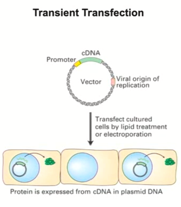 <ul><li><p>The process that inserts the plasmid into a eukaryotic cell</p></li><li><p>Can occur through<strong> electroporation - a jolt of electricity is applied to the cell which opens the channels and allows DNA to flow in</strong></p></li><li><p>Can occur through <strong>lipid treatment - a specific lipid compound is applied that makes the cell’s membrane permeable to DNA</strong></p></li></ul><p></p>