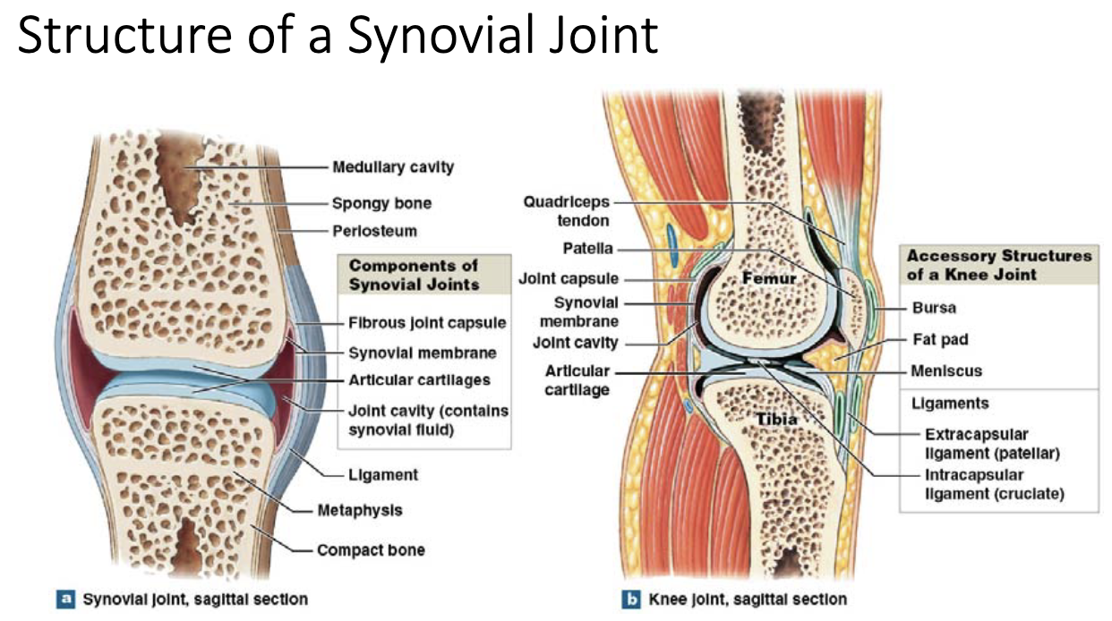 <p>cartilage reduces the coefficient of friction between bones and it holds in place the lubricant; synovial fluid</p>