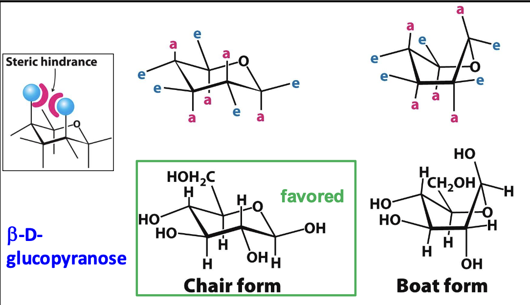 <p>β-D-glucose is the most stable sugar due to its ability to adopt a chair conformation where bulky groups are equatorial, minimizing steric hindrance &amp; diaxial interactions</p>