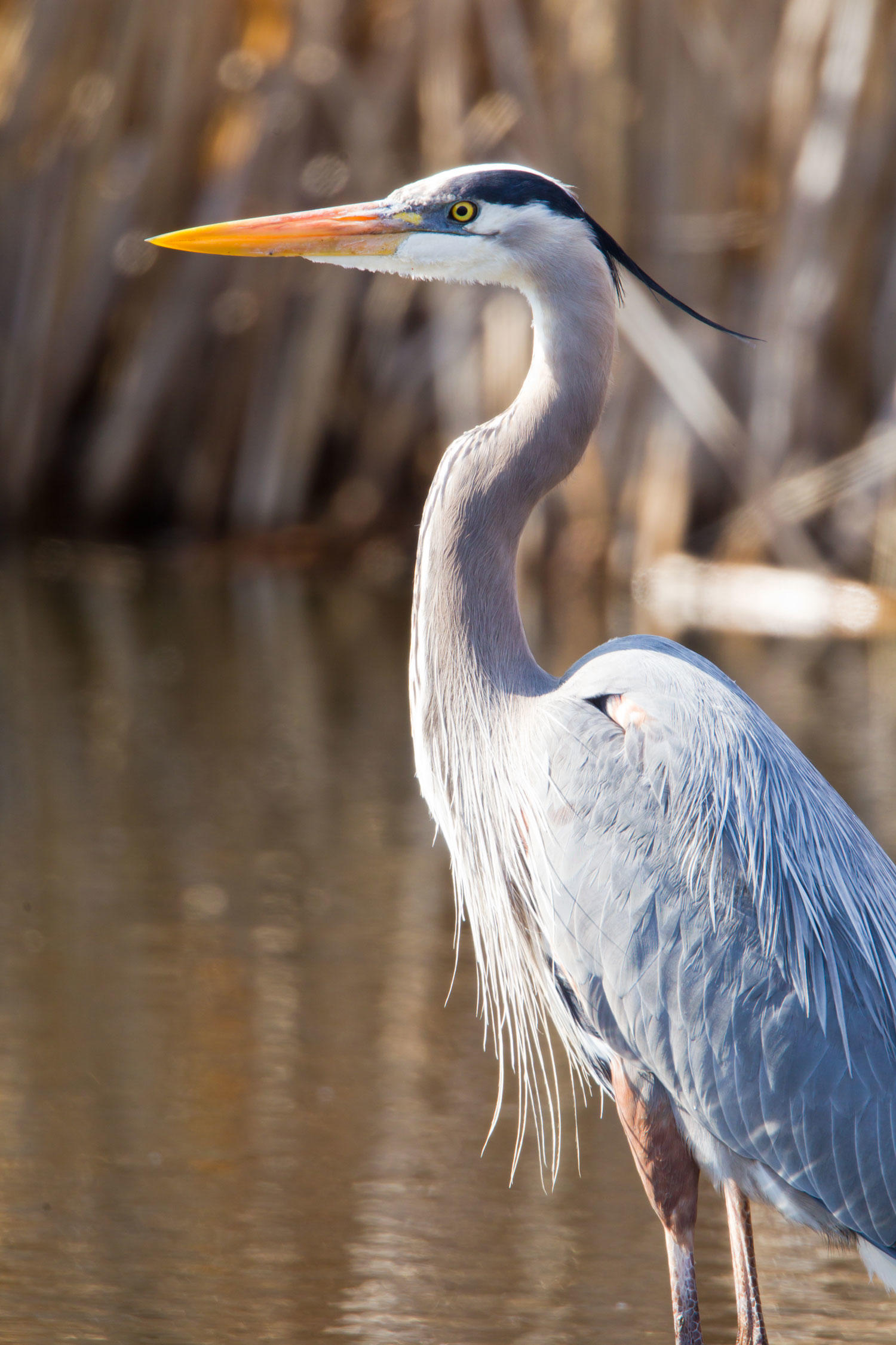 <p>What bird is this?</p>