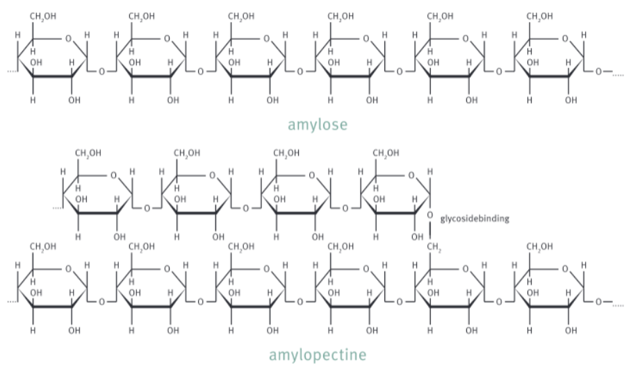 <p>=mengsel van amylose en amylopectine. Die bestaan dan weer uit glucose-eenheden die via glycosidische bindingen aan elkaar zijn gekoppeld. </p>