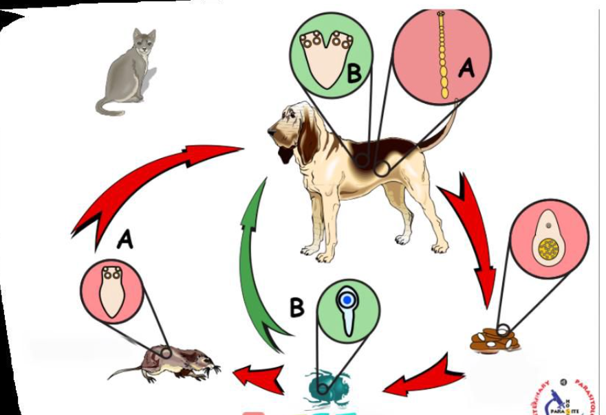 <p>Life cycle of? </p>