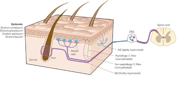 <ul><li><p>Free nerve endings for pain</p></li><li><p>Found in skin, joint capsules, blood vessels, bone coverings</p></li><li><p>Detects temperature, mechanical damage, chemicals</p></li></ul><p></p>