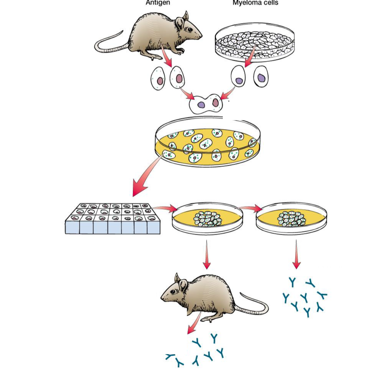 <p>How are monoclonal antibodies made?</p>