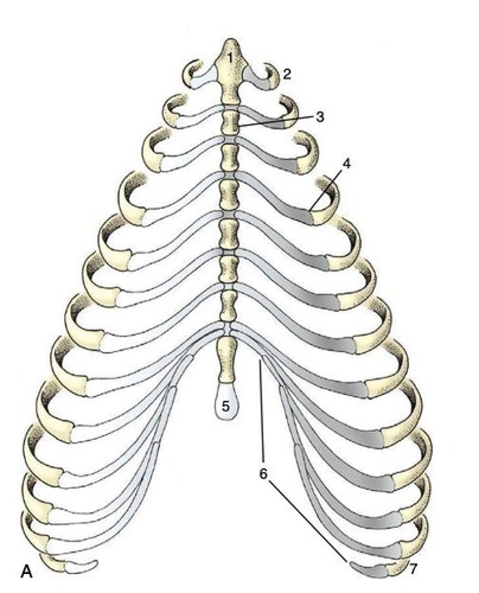 <p>Joint between sternum and ribs 1-8.</p>