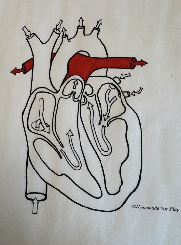 <ul><li><p><span style="background-color: transparent;"><span>Carries </span><strong><span>deoxygenated blood</span></strong><span> from the </span><strong><span>right ventricle</span></strong><span> of the heart to the lungs for oxygenation</span></span></p></li></ul><p></p>