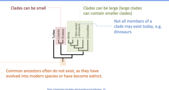 <p>CLADE: Group of organisms that have evolved from a common ancestor</p><ol><li><p>Can be small/nested in larger clades</p></li><li><p>The common ancestor may be extinct</p></li><li><p>Organsims in the same clade will share more characteristics/phylogenetic evolutionary relationships </p></li><li><p>The branch length can indicate the relative number of genetic change </p></li><li><p>Based on molecular analysis/genetic differences in amino acid sequence/DNA base sequence </p></li><li><p>predictability suggests evolutionary timelines </p></li><li><p>Greater differences, the longer period since 2 species had common acnestor</p></li></ol><p></p><p>ADVANTAGES:</p><ol><li><p>All the members of a taxonomic group have evolved from a common ancestor</p></li><li><p>Characteristics are shared within a clade</p></li><li><p>Characteristics of organisms within the group can be predicted</p></li></ol><p></p><p></p>