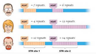 <p>Relies on individuals with unique DNA base sequences</p><p>There is a large amount of DNA that doesn’t code for proteins</p><p>Inside introns are STR’s (short tandem repeats) that are repeating base sequences.</p>