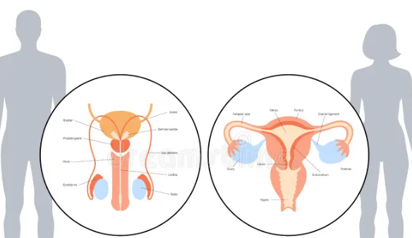 <p>release estrogen and testosterone respectively, both of which are involved in physical and sexual/reproductive development</p>