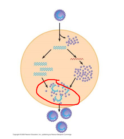 <p>Process circled in red </p>