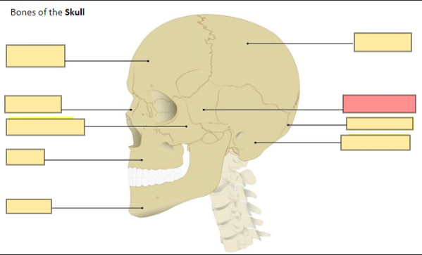 <p>considered the key bone of the cranium</p>