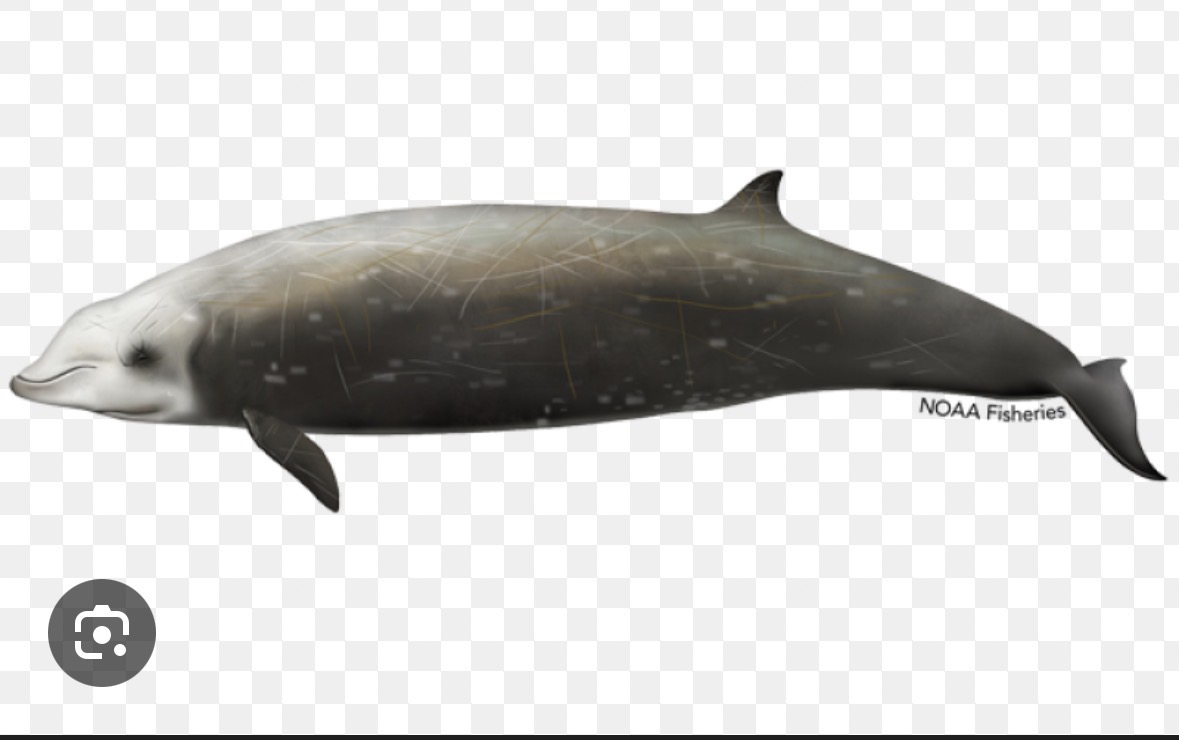<p>beaked whale</p>