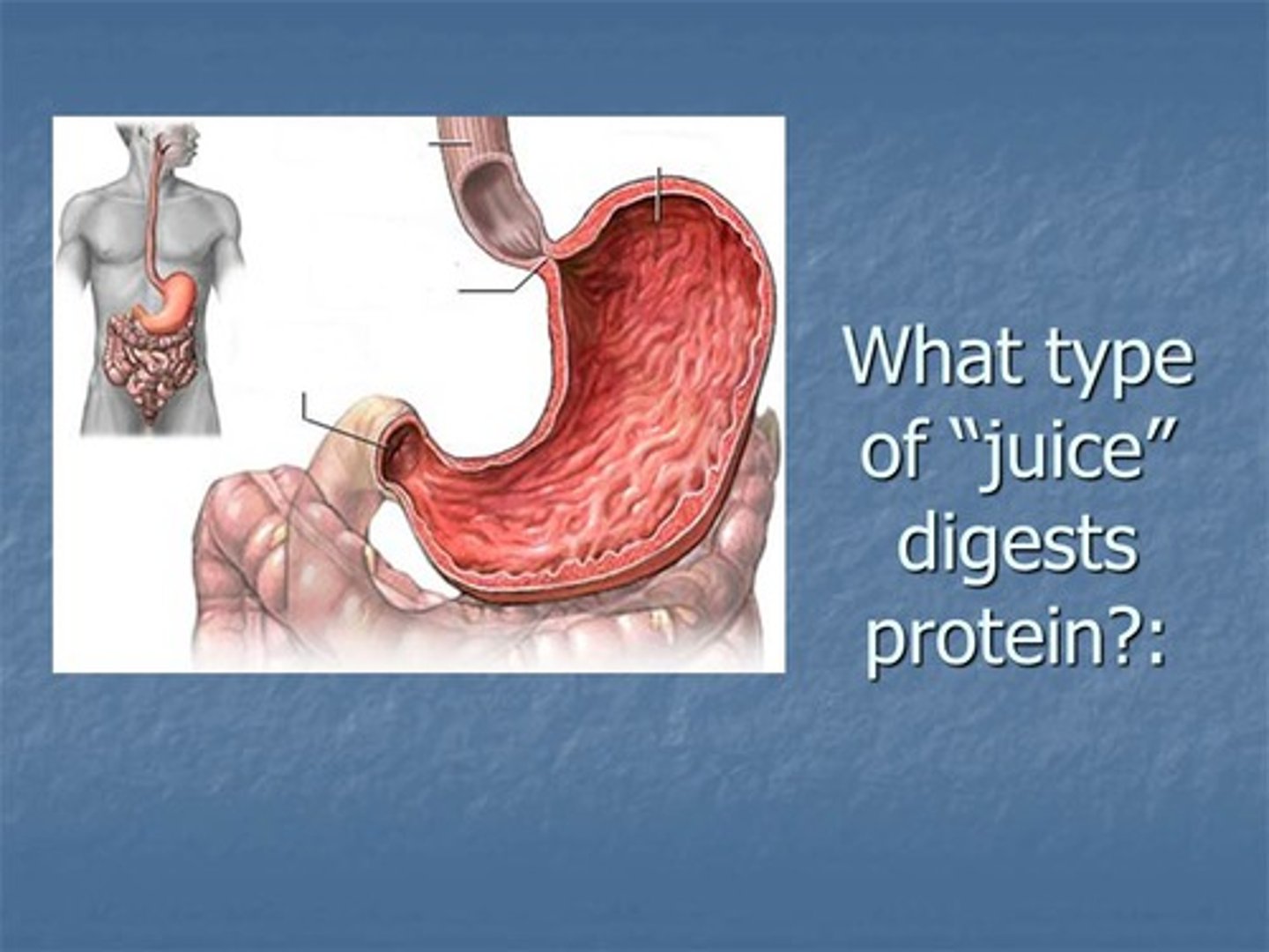 <p>A stomach enzyme that breaks down proteins</p>