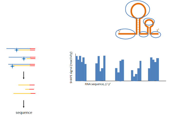 <p>a SHAPE reagent modifies the 2’ OH in ribose of accessible (ss) RNA. works more or less the same as DMS-seq but is more accurate as it labels all 2’ hydroxyl groups of ssRNA.</p>