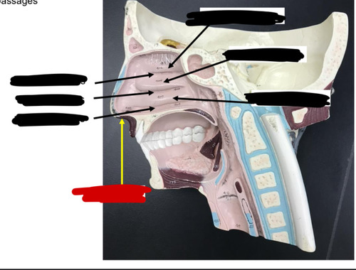 <p>Name this structure of the </p>