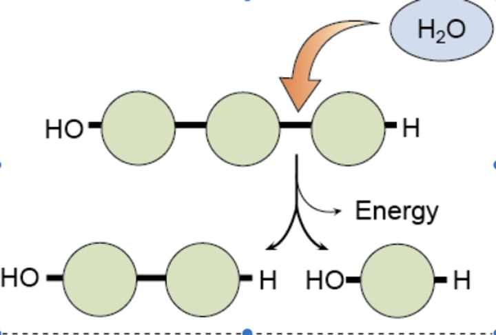 <p>breaks down and releases energy</p>