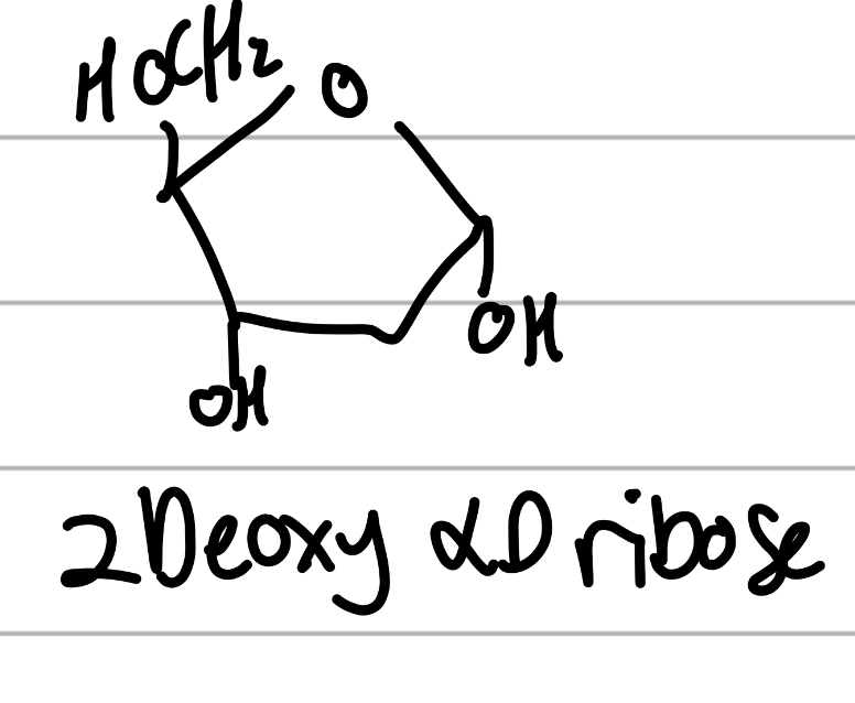 <p>has 2 main OHs and one other;</p><p>5C sugar</p>