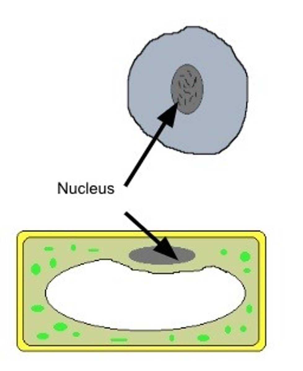 <p>Differences caused because individuals have different genotypes<br>→ slight differences in certain genes in the chromosomes.</p>