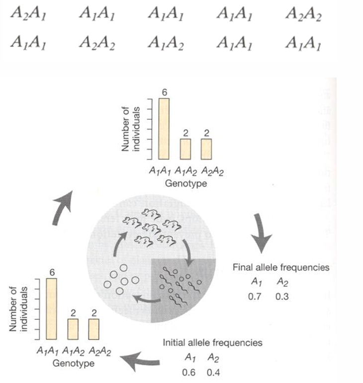 <p>Small population with locus A w/ alleles A<sub>1</sub> and A<sub>2</sub></p>