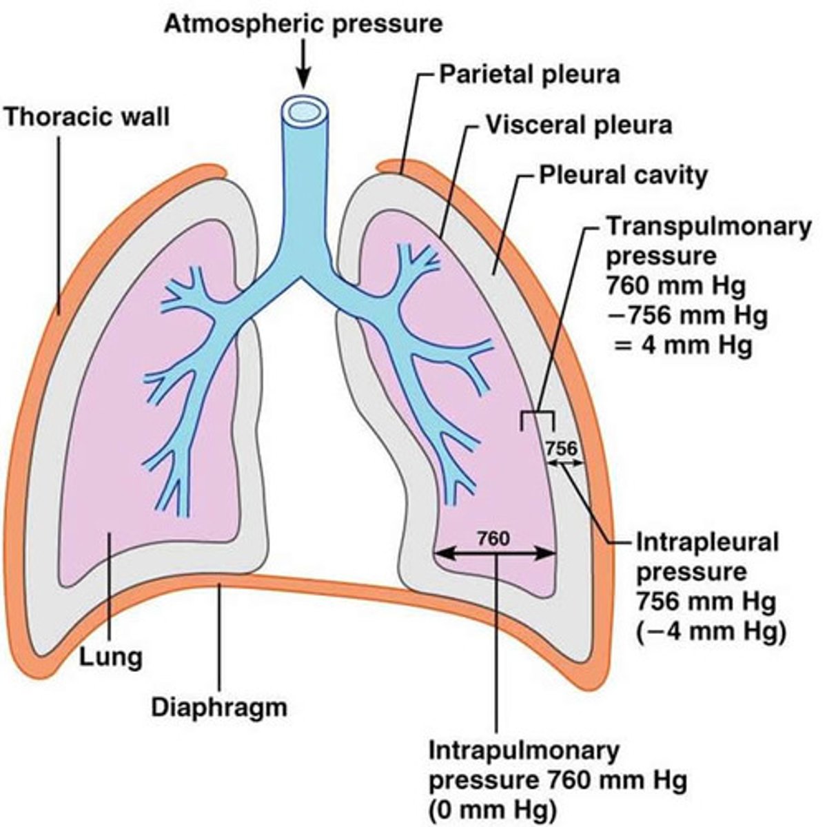 <p>pressure within the pleural cavity</p>
