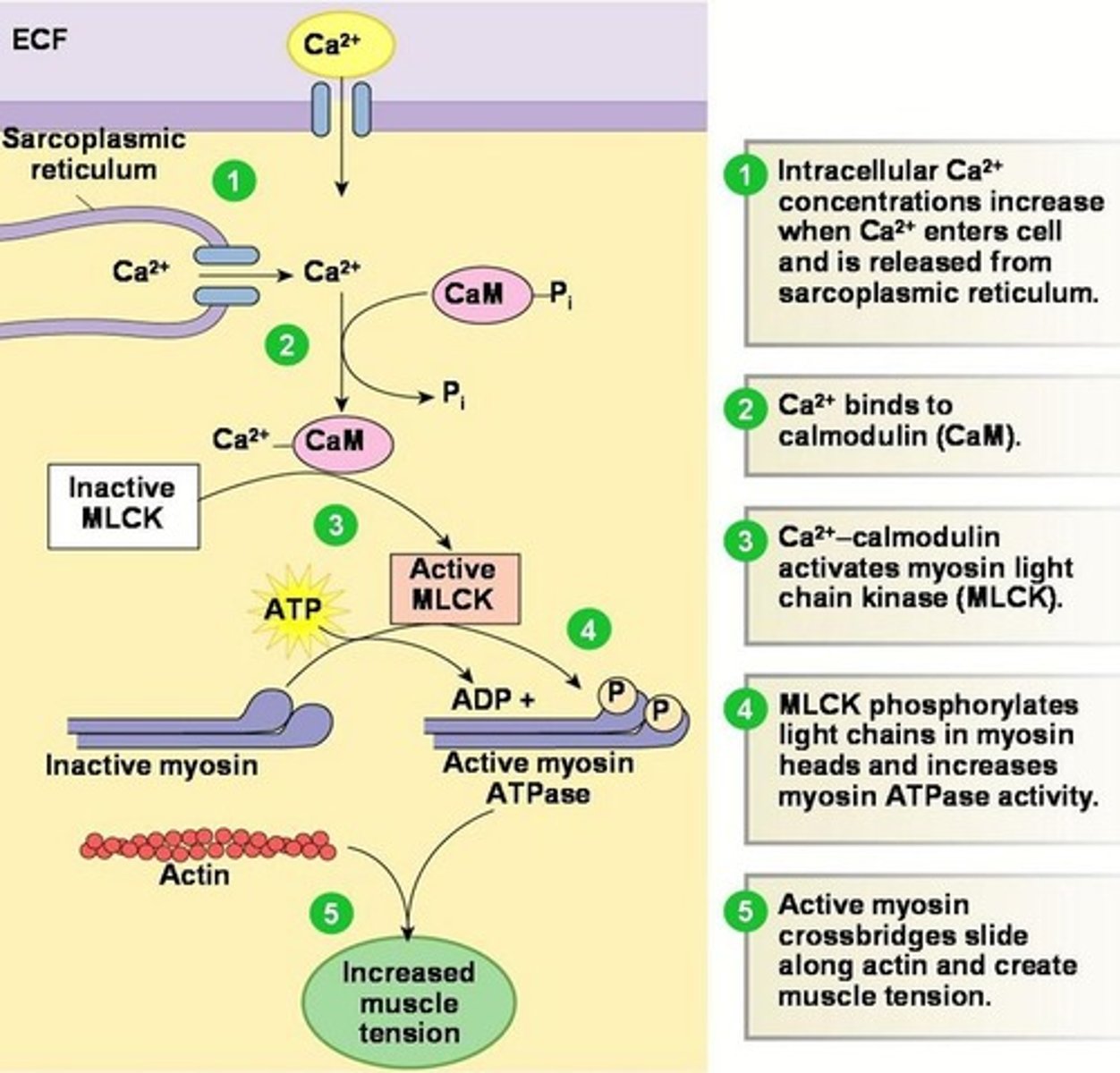 <p>Parasympathetic nerves release acetylcholine to smooth muscles.</p><p>Ach binds to M3 receptors on airway smooth muscle.</p><p>This activates the Gq coupled receptor which activates phospholipase C (PLC).</p><p>PLC cleaves PIP2 to IP3 and DAG.</p><p>IP3 binds to IP3 receptors on the SR which releases sequestered Ca2+.</p><p>CaM binds to Ca2+ which activated Ca2+-calmodulin dependent kinases such as MLCK.</p><p>This leads to airway smooth muscle contraction.</p><p>DAG also has action in constriction of airway smooth muscle by activating protein kinase C.</p>