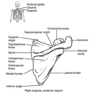 <p>Concave o Forms shallow subscapular fossa (entire thing) o Nothing divides it</p>