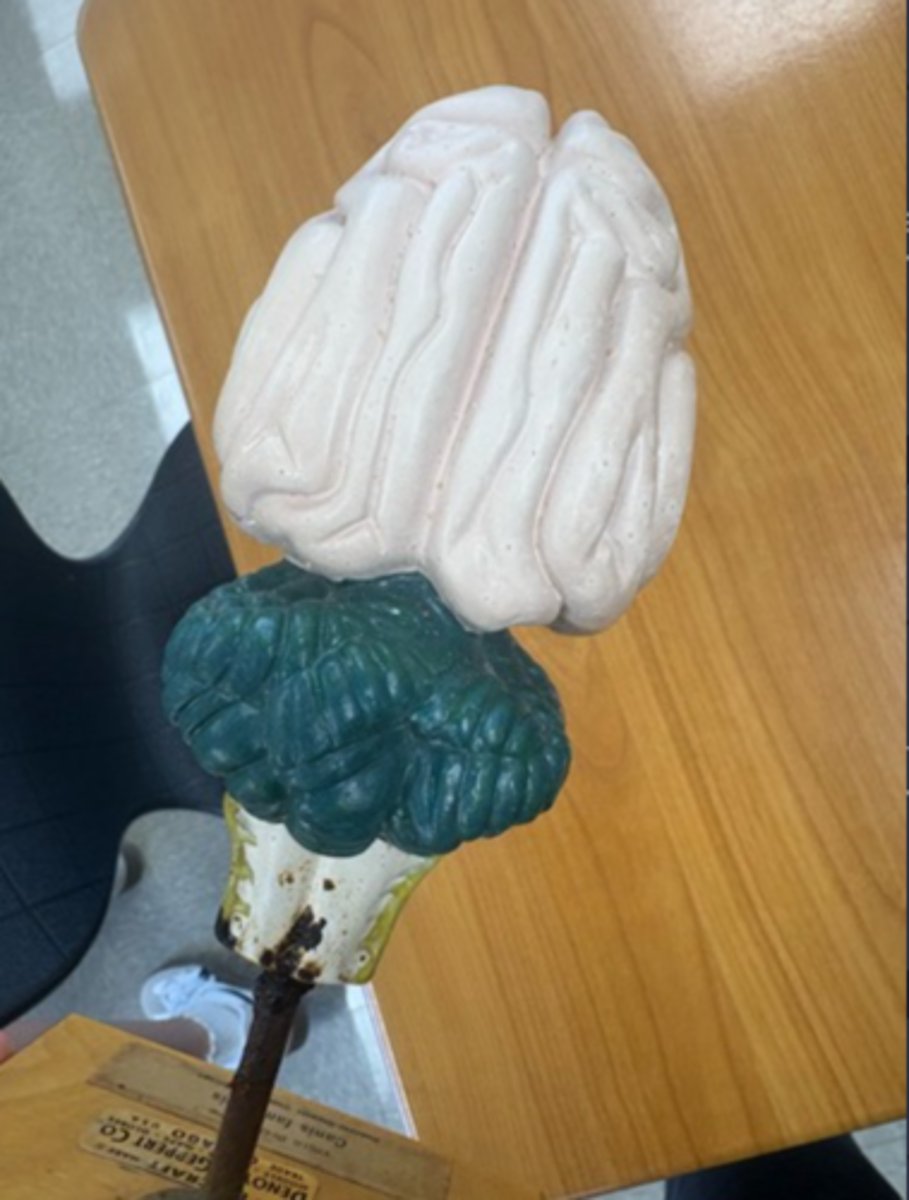 <p>bottom of brain and animal</p>