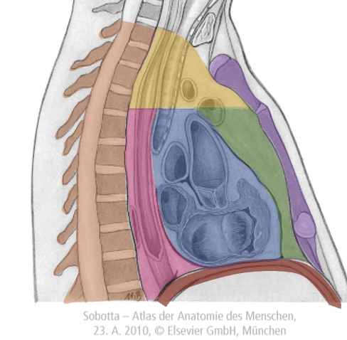 <p>Afgrænsninger af brystskillevæggen</p>