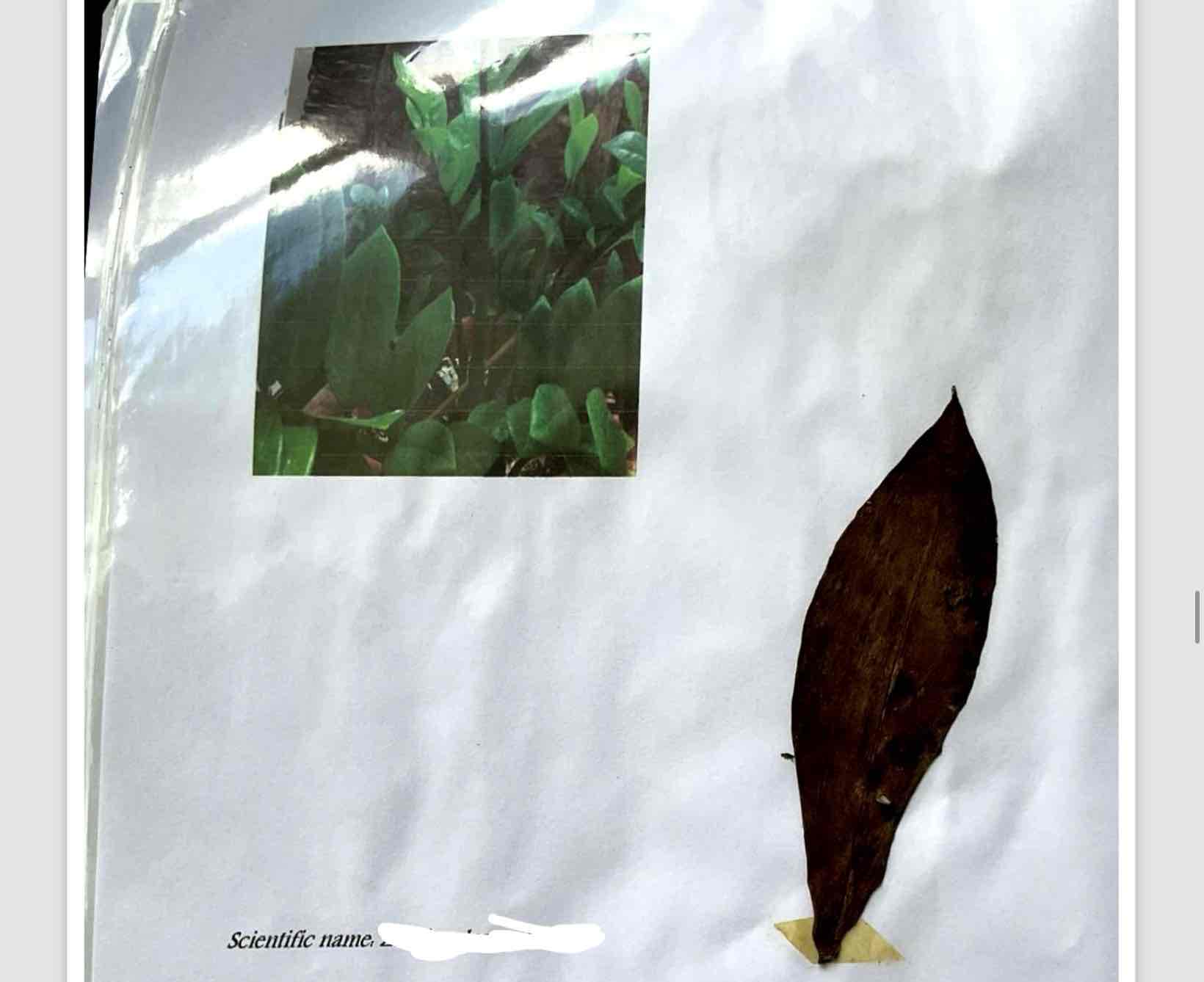 term image