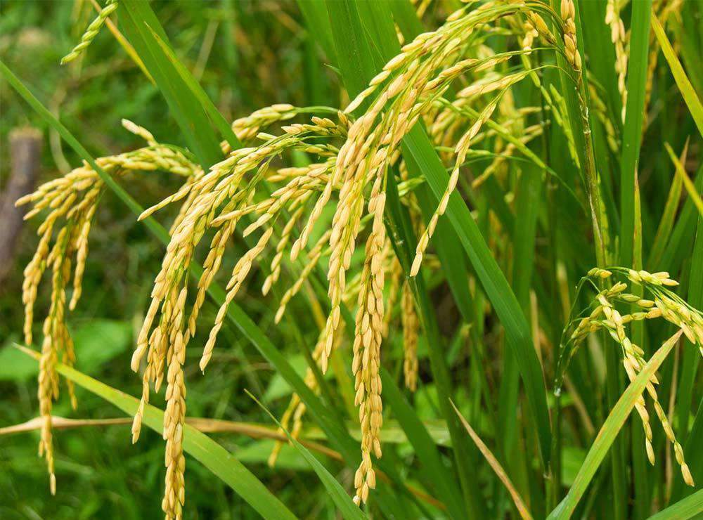 <p>What kind of fruit is rice?</p>