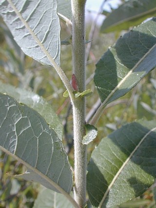 <p>Shrubs or trees, typically have mutlipe trunks, twigs are flexible and whiplike, often riparian, long narrow leaves with acute tips, no true terminal buds, persistant paired stipules at base of petioles, most recent growth is differently colored, buds generally prominent and covered by single scales</p>