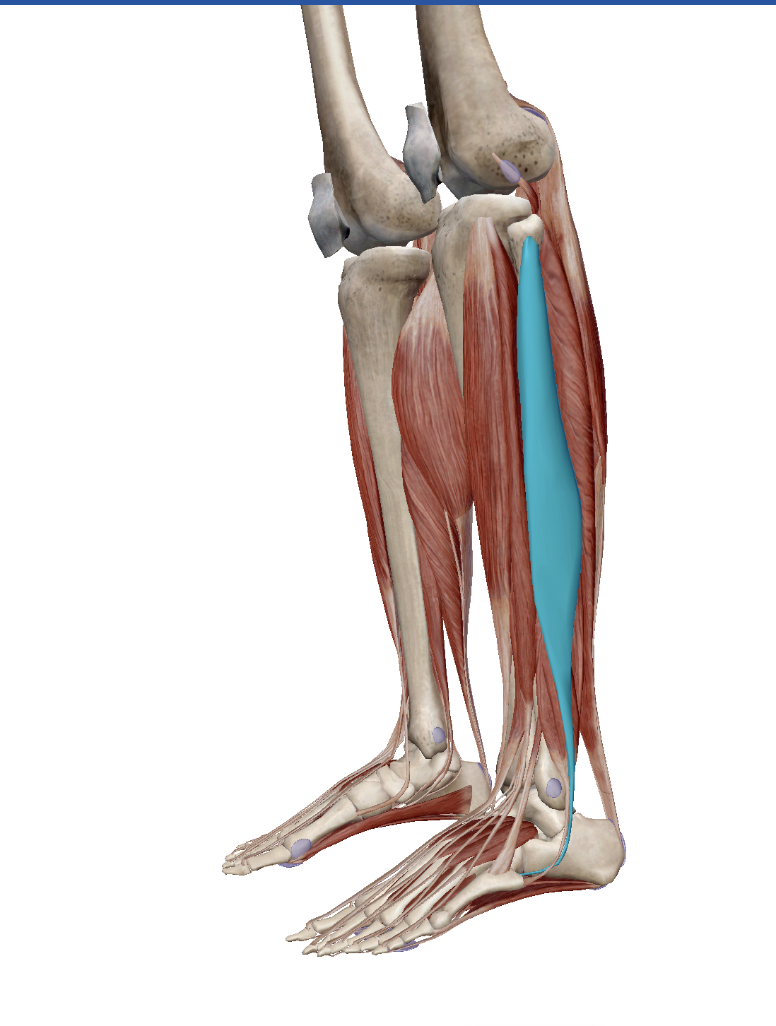 <p>This muscle originates at the head and proximal 1/2 to 2/3 of lateral side of fibula and inserts by crossing the plantar surface of foot to attach to lateral sides of medial (1st) cuneiform and 1st metatarsal.</p>
